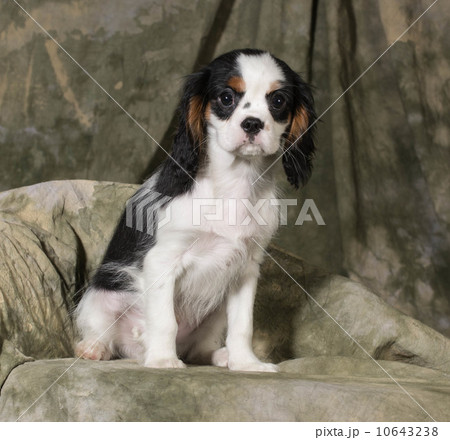 cavalier king charles spaniel puppy 10643238