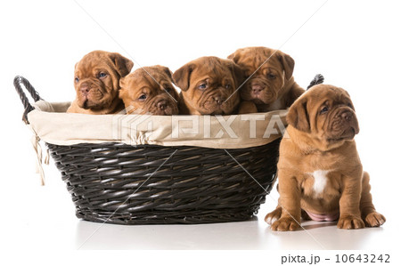 litter of puppies 10643242