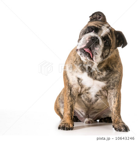 english bulldog 10643246