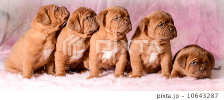 litter of puppies 10643287