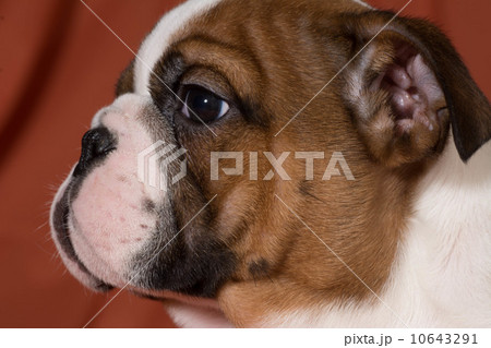 bulldog puppy bulldog puppy 10643291