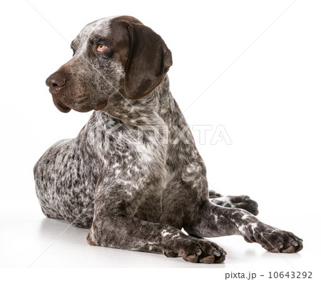 german shorthaired pointer german shorthaired pointer 10643292