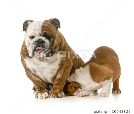 nursing mother dog 10643322