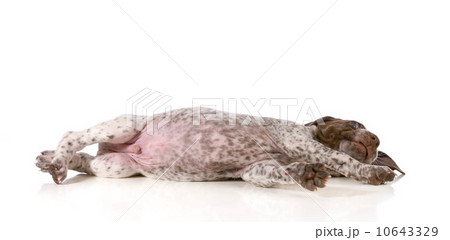puppy resting puppy resting 10643329