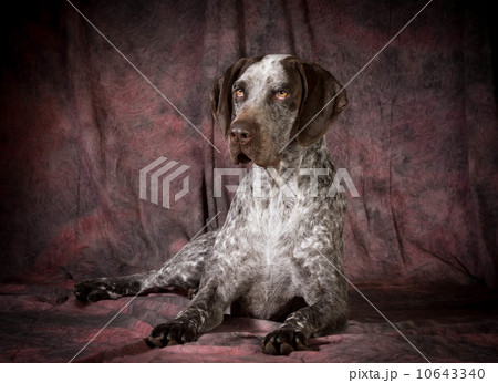 german shorthaired pointer 10643340