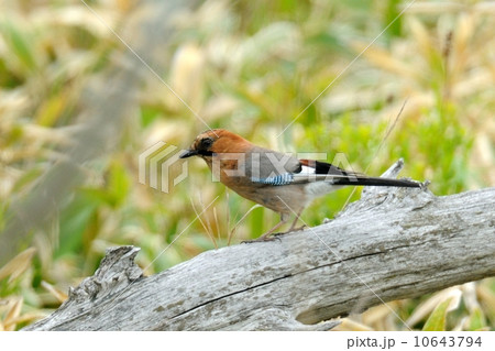 ミヤマカケス 10643794