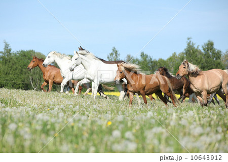 Very various batch of horses running on pasturage Very various batch of horses running on pasturage 10643912