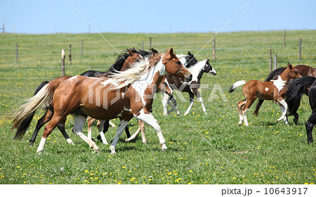 Very various batch of horses running on pasturage Very various batch of horses running on pasturage 10643917