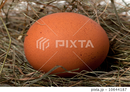 Brown chicken egg in nest 10644187