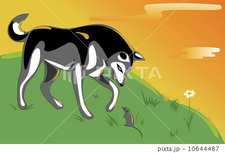 Husky and mouse 10644487