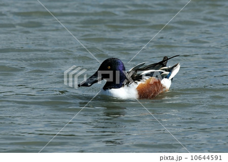 ハシビロガモ 10644591