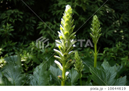 ほころび始めた・アカンサスの花穂 ほころび始めた・アカンサスの花穂 10644619