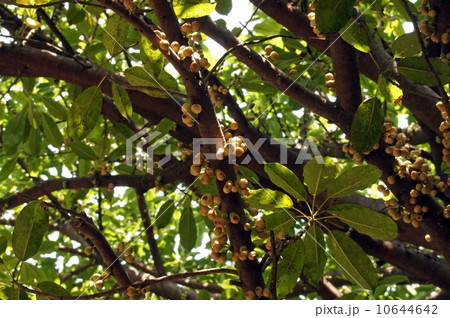 アコウの果実 アコウの果実 10644642