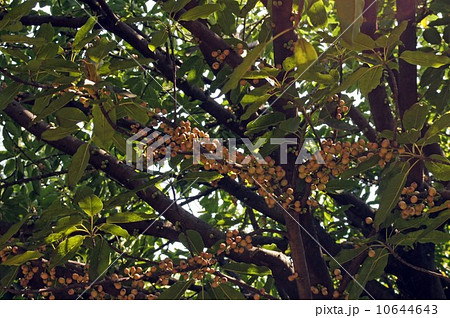 アコウの果実 アコウの果実 10644643