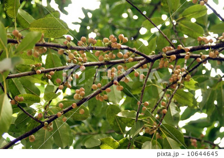 アコウの果実 10644645