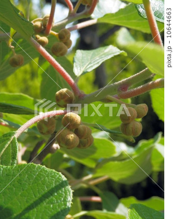 キウイフルーツのつぼみ 10644663