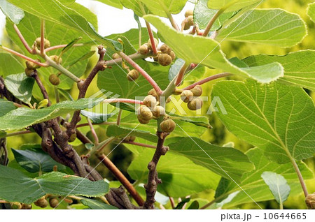 キウイフルーツのつぼみ 10644665