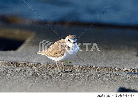 シロチドリ 10644747