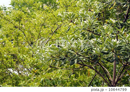 トベラの花 10644799