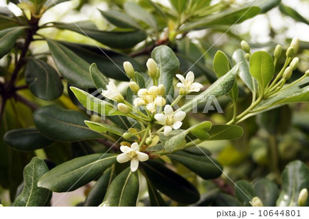 トベラの花 10644801