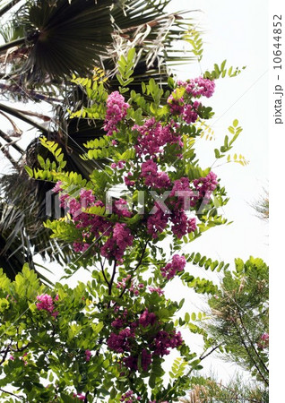 ももいろのニセアカシア ももいろのニセアカシア 10644852