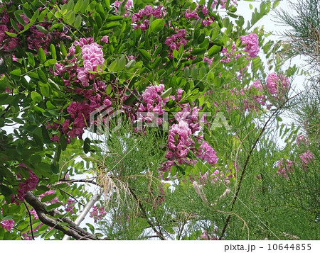 ももいろのニセアカシア ももいろのニセアカシア 10644855