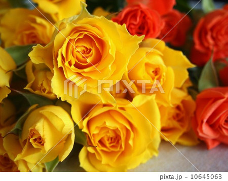 黄色とオレンジ色のバラ 10645063