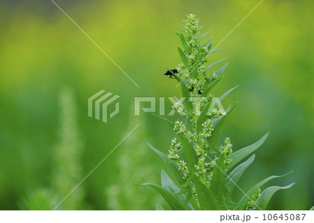ホウレンソウの花 10645087