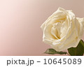 白い薔薇 10645089