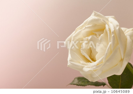 白い薔薇 10645089