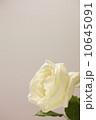 白い薔薇 10645091
