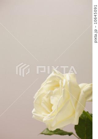 白い薔薇 白い薔薇 10645091