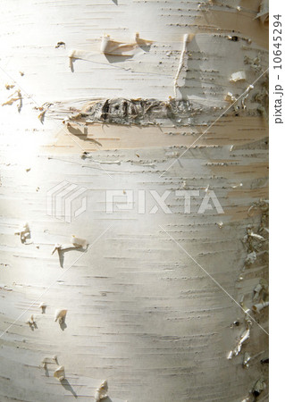 木のテクスチャー 10645294