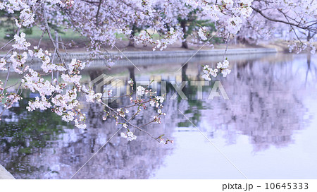 徳良湖の桜 徳良湖の桜 10645333