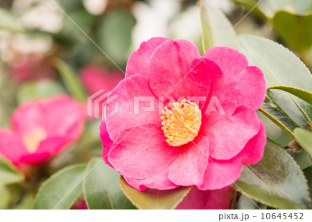 山茶花の花 10645452