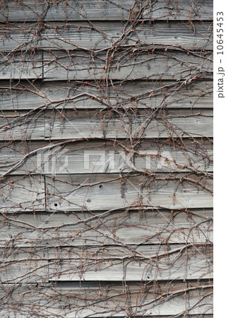 蔦の絡まっている木の壁 10645453