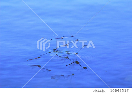 イトトンボの産卵 10645517