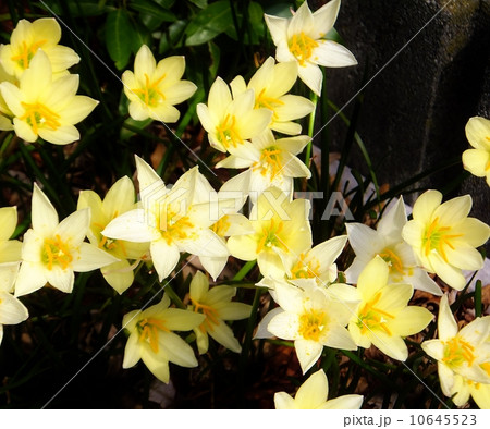 たますだれ（縦/横） 10645523