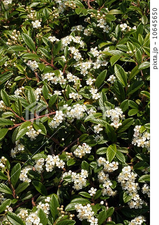 コトネアスターの花 10645650