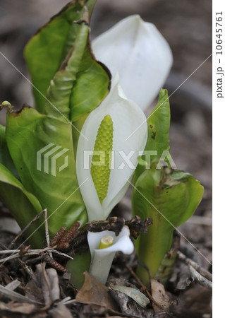 水芭蕉 水芭蕉 10645761
