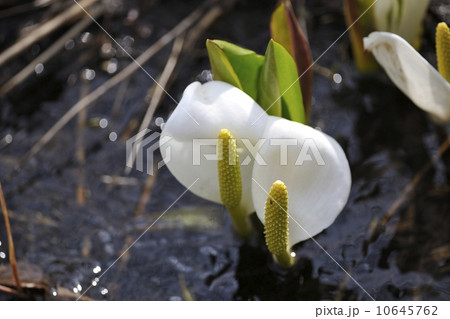 水芭蕉 水芭蕉 10645762