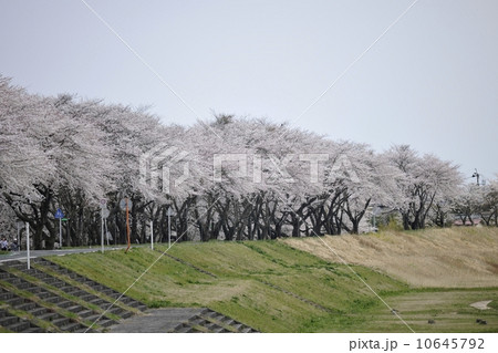 満開の桜並木　若柳 10645792