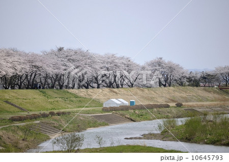 満開の桜並木　若柳 10645793