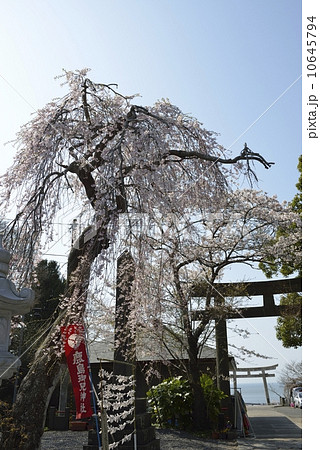 鹿島御児神社・鳥居と海（宮城県） 10645794