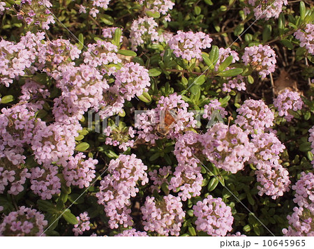 ミツバチ 10645965