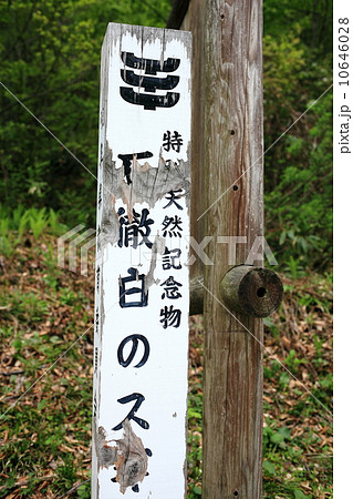 いとしろ大杉 いとしろ大杉 10646028
