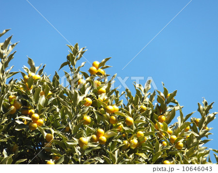 柑橘類 柑橘類 10646043