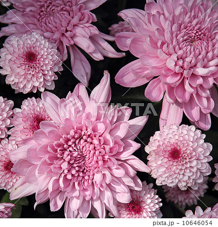 Chrysanthemum flower Chrysanthemum flower 10646054