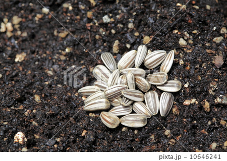 ヒマワリの種 10646241