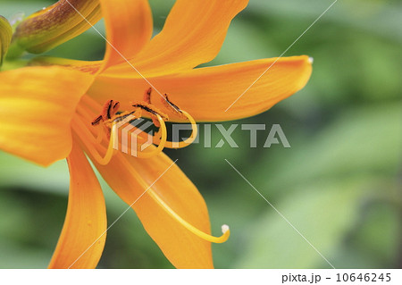 ニッコウキスゲ(ゼンテイカ) ニッコウキスゲ(ゼンテイカ) 10646245